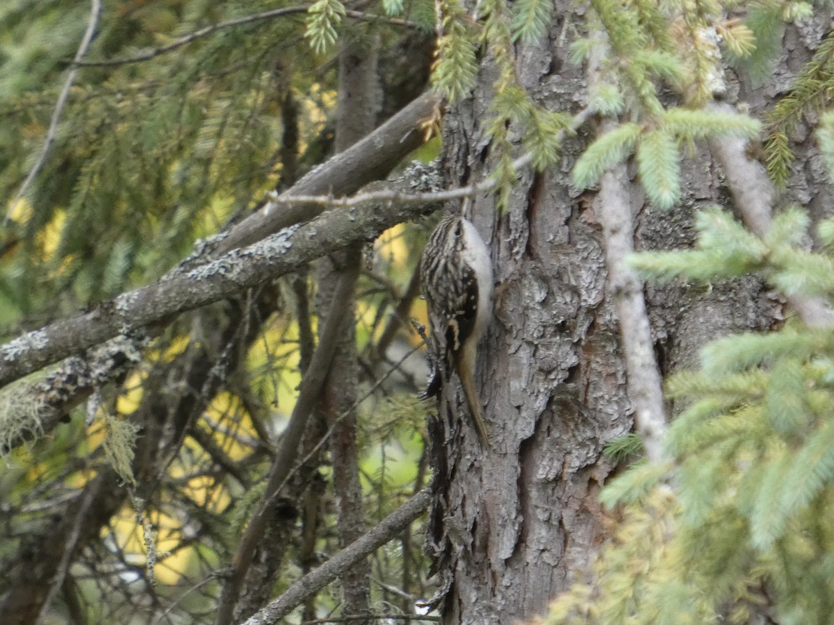 Brown Creeper - ML641870478