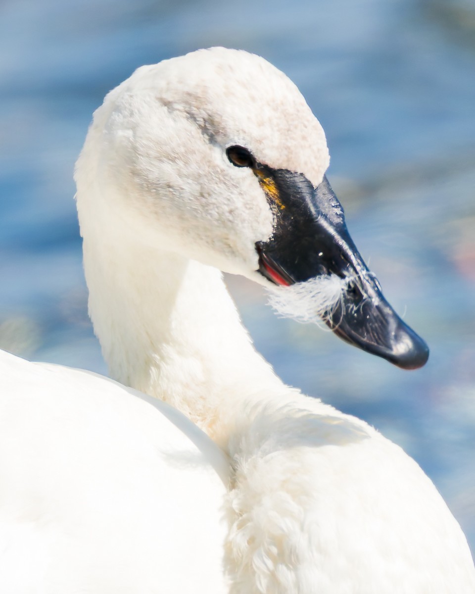Cigno minore - ML641870500