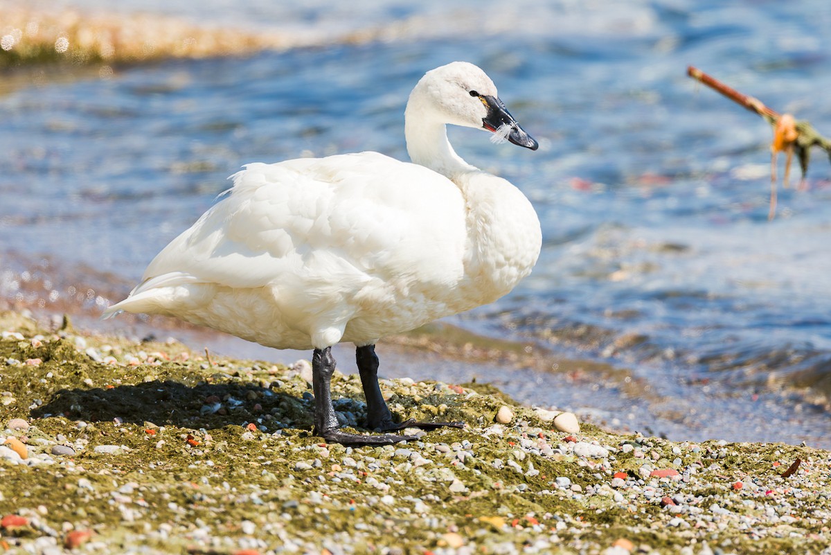 Cigno minore - ML641870501