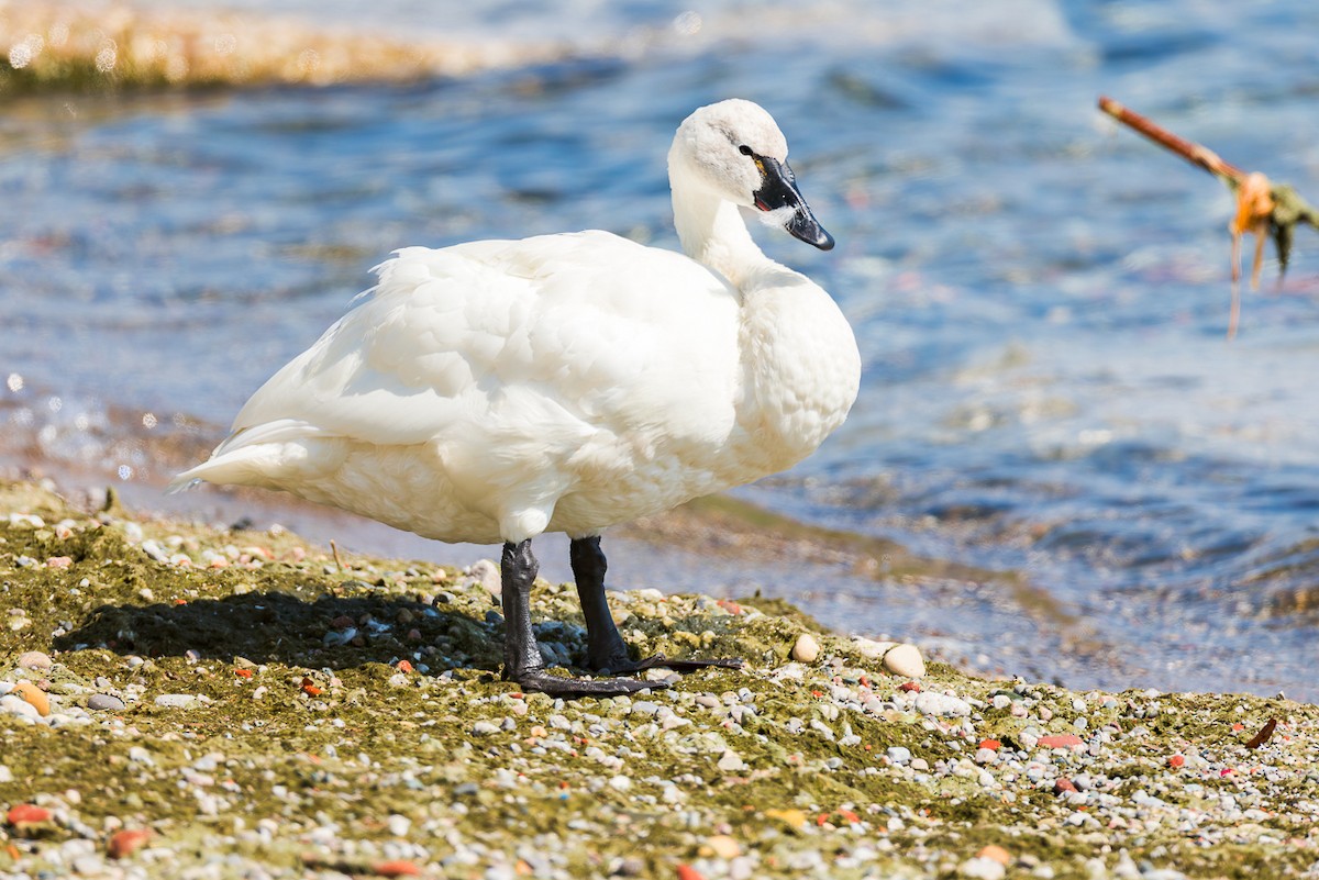 Cigno minore - ML641870502