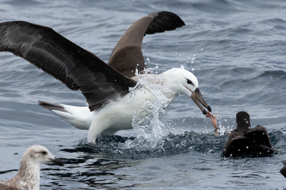 Black-browed Albatross - ML641870532