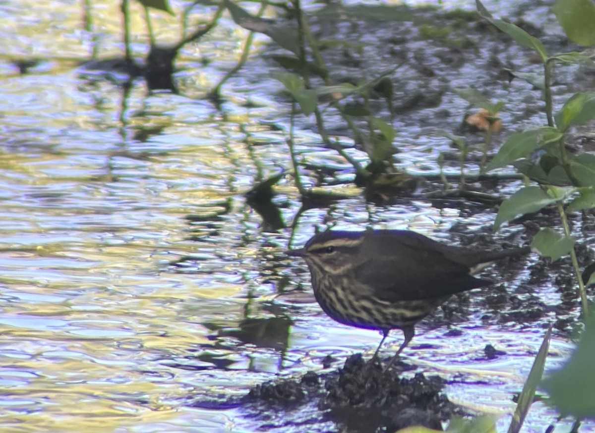 Northern Waterthrush - ML641870613