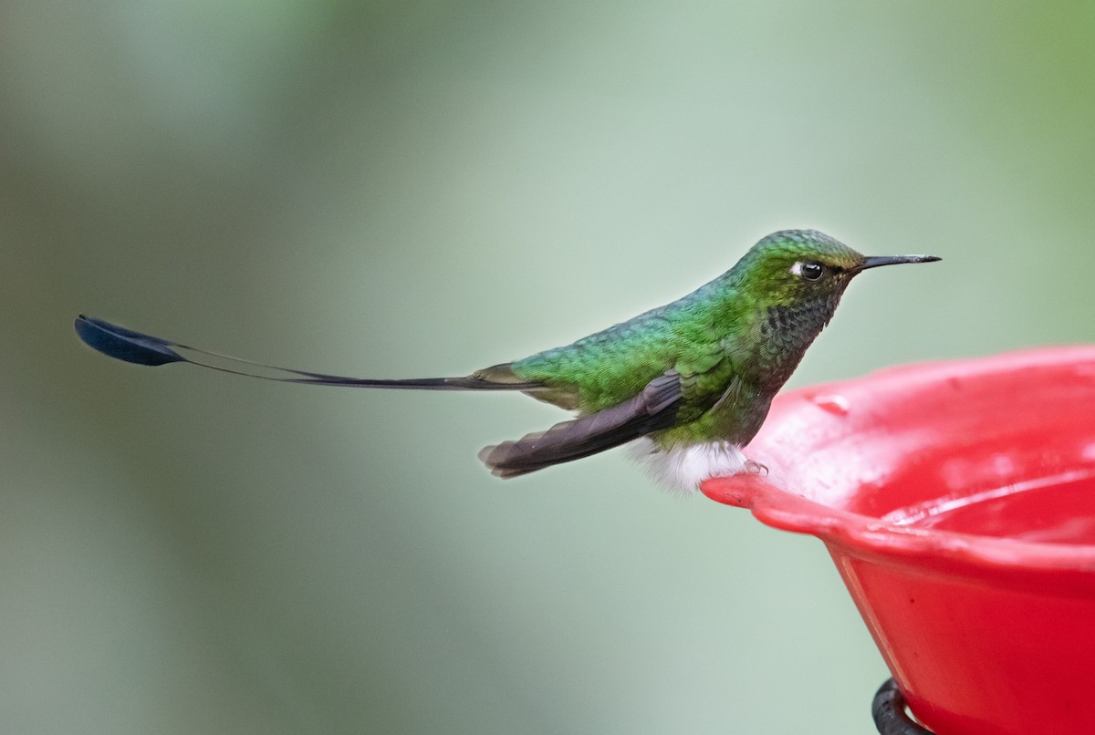White-booted Racket-tail - ML641870648