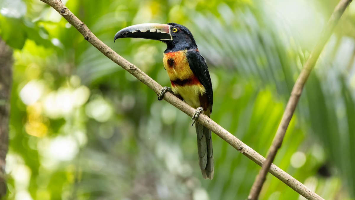 Collared Aracari - ML641870651