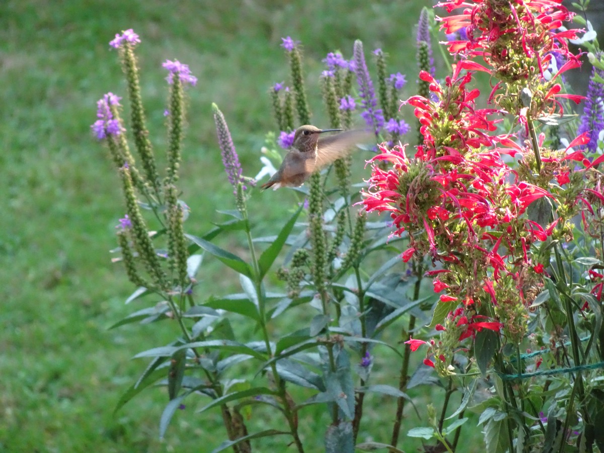 Rufous Hummingbird - ML641870664