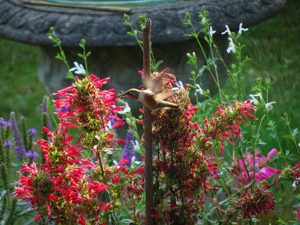 Rufous Hummingbird - ML641870665