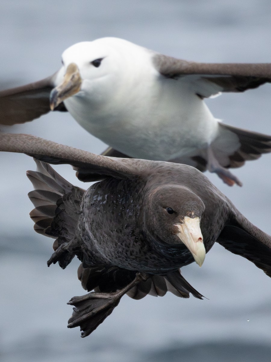 Southern Giant-Petrel - ML641870670