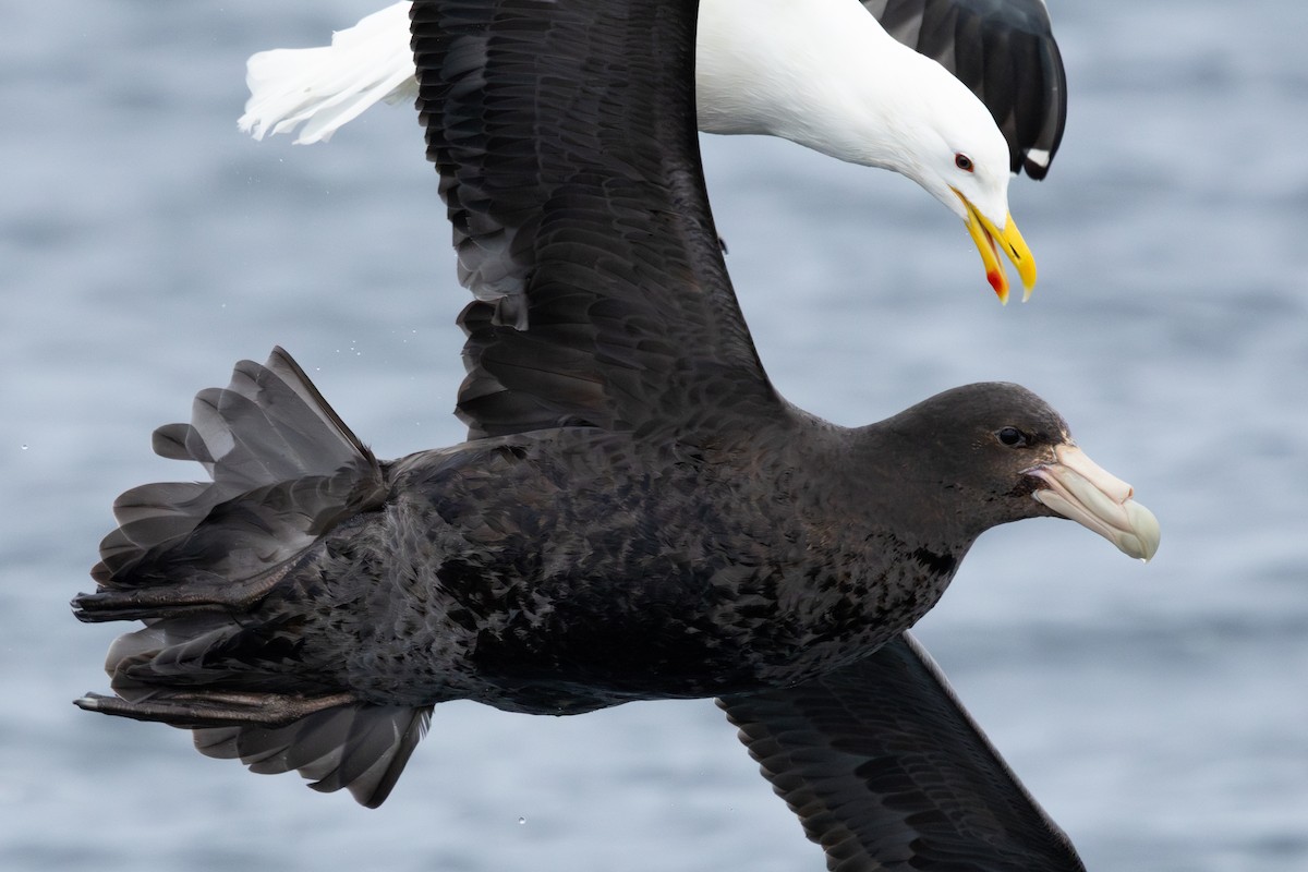 Southern Giant-Petrel - ML641870671