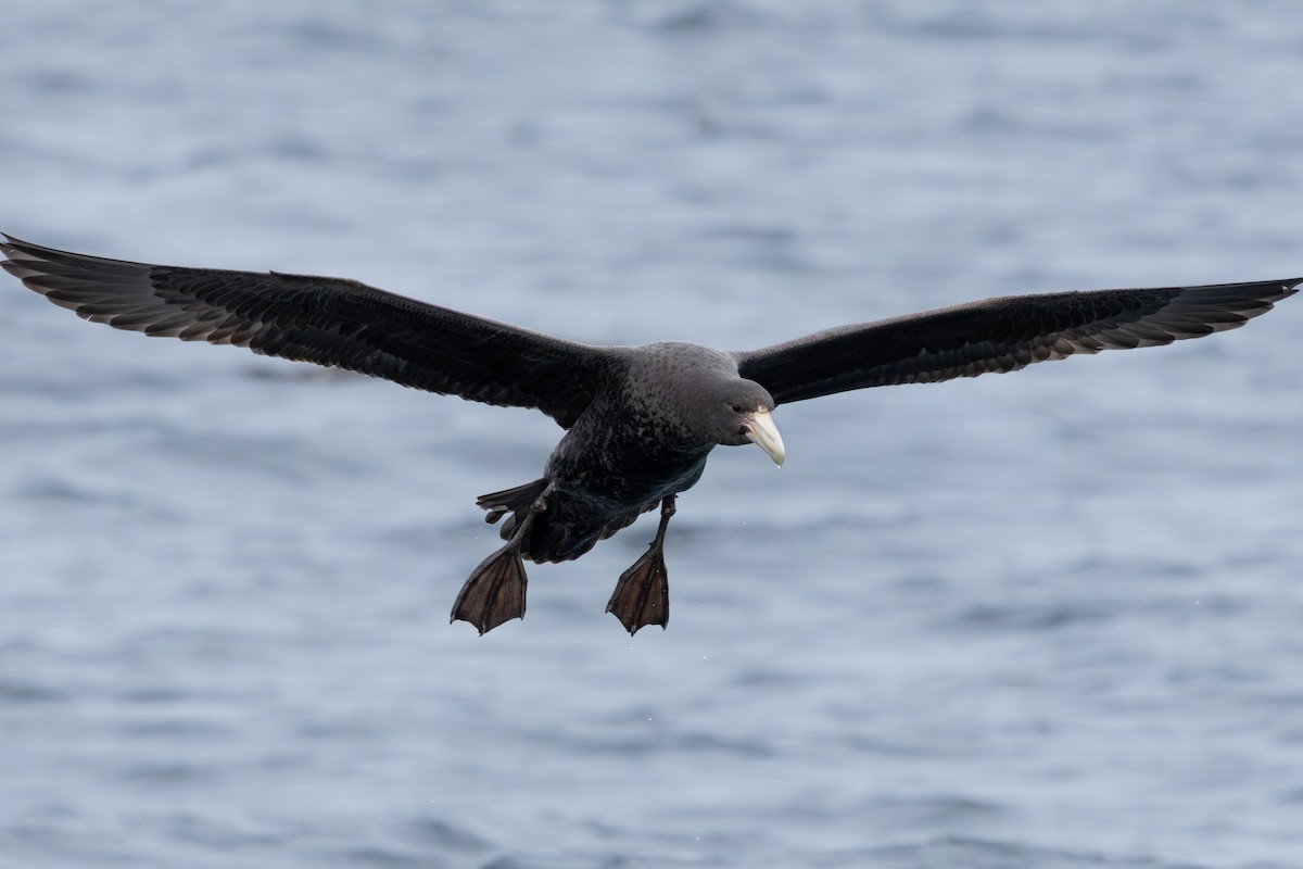 Southern Giant-Petrel - ML641870672