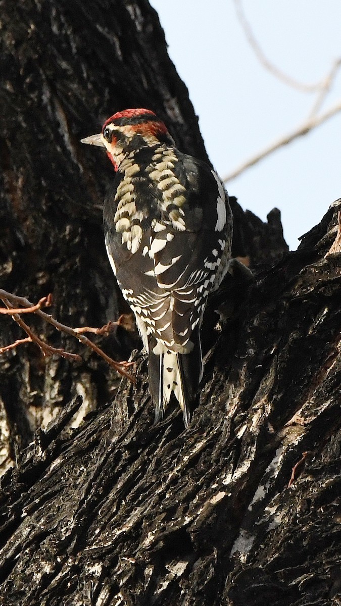 Red-naped Sapsucker - ML641870676