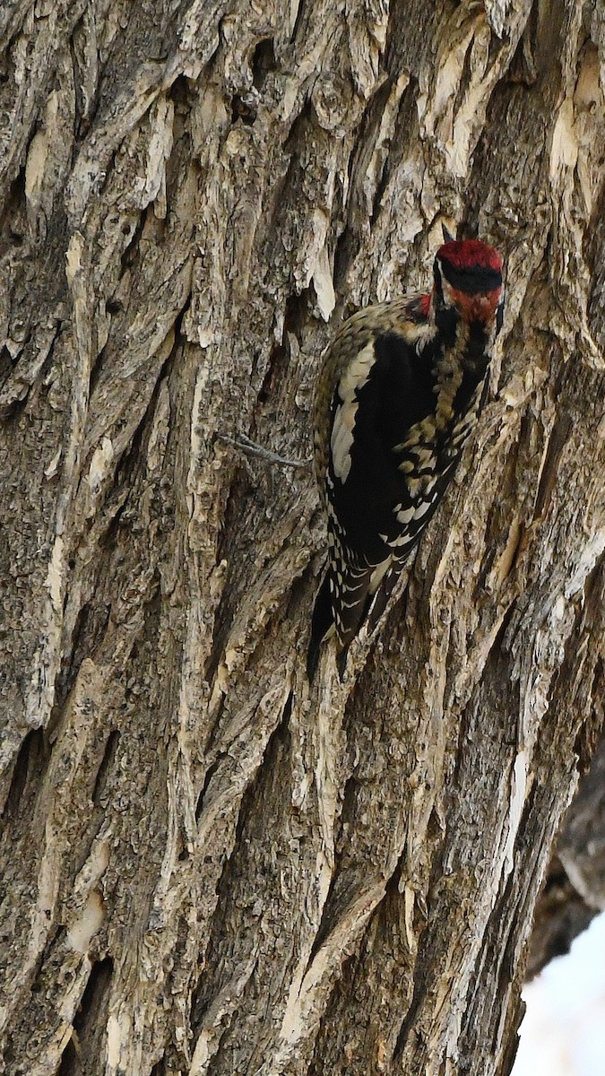 Red-naped Sapsucker - ML641870678