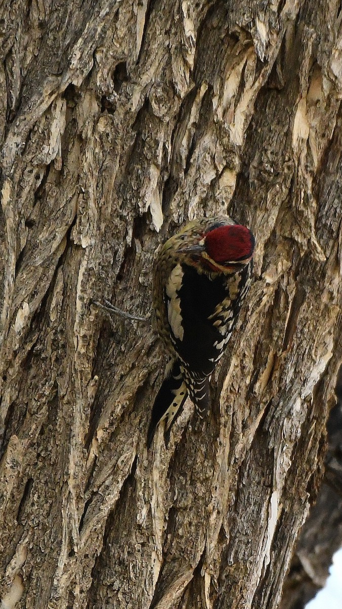 Red-naped Sapsucker - ML641870679