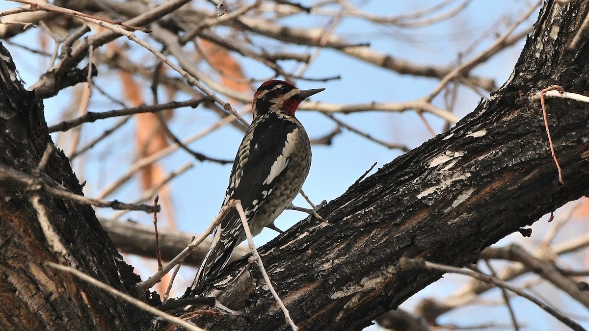 Red-naped Sapsucker - ML641870680