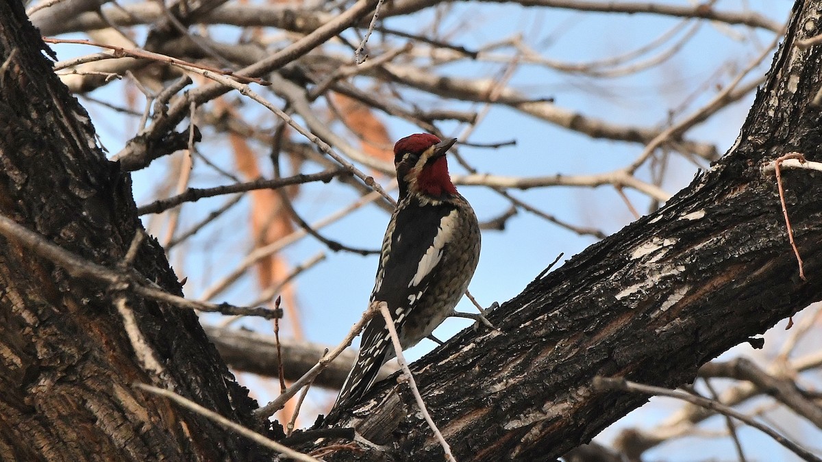 Red-naped Sapsucker - ML641870681