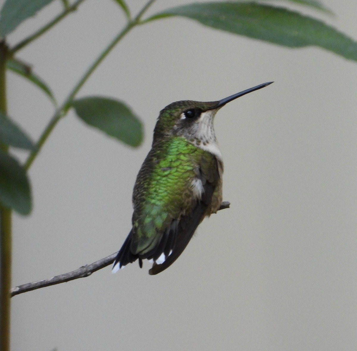 Ruby-throated Hummingbird - ML641870682