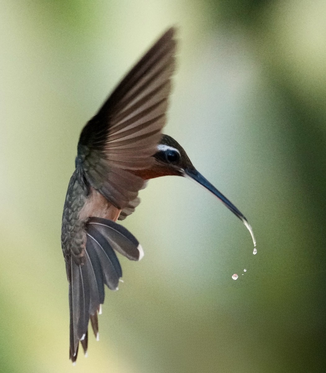 Hook-billed Hermit - ML641870683