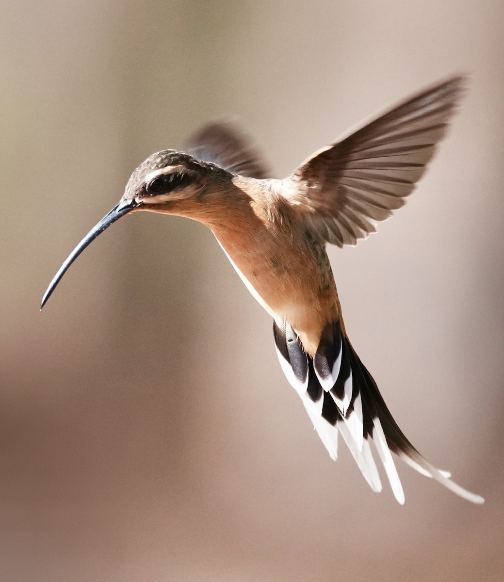 Planalto Hermit - ML641870720