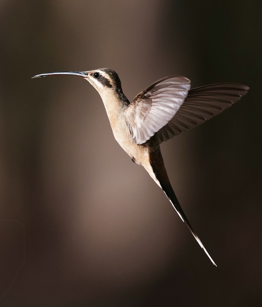 Planalto Hermit - ML641870721