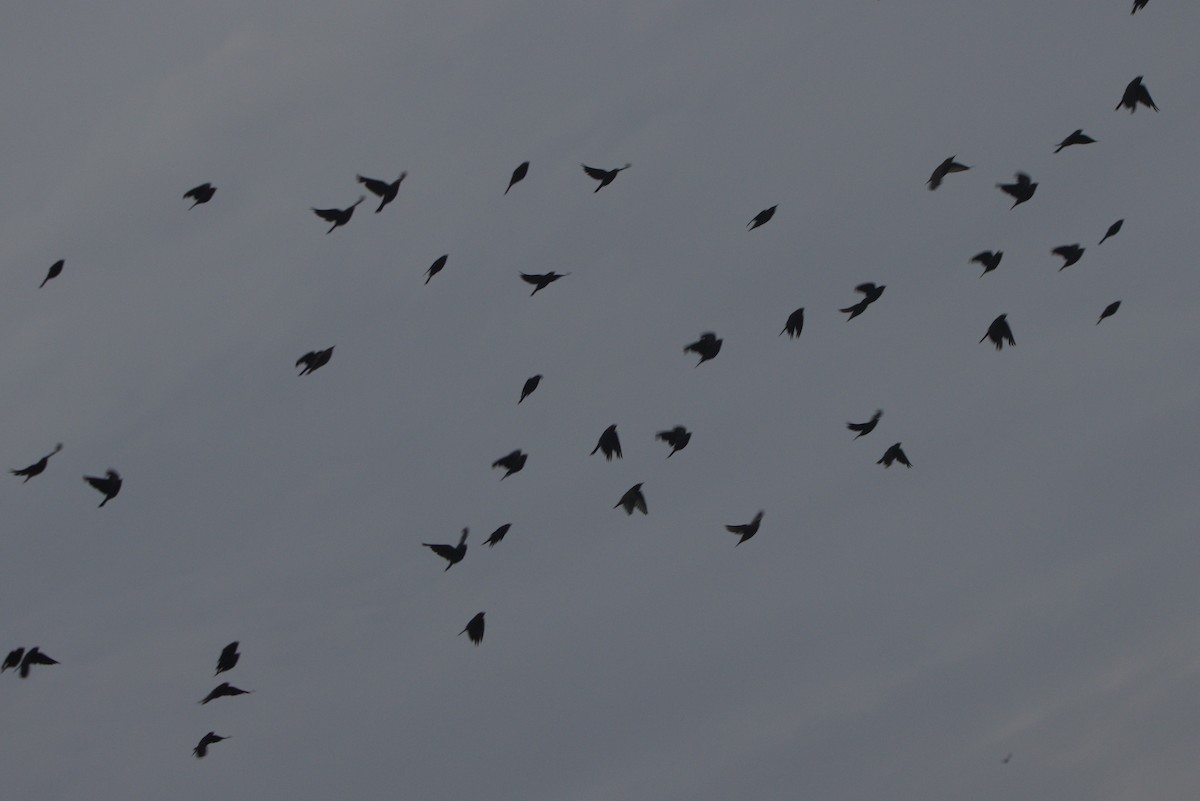 blackbird sp. - ML641870725