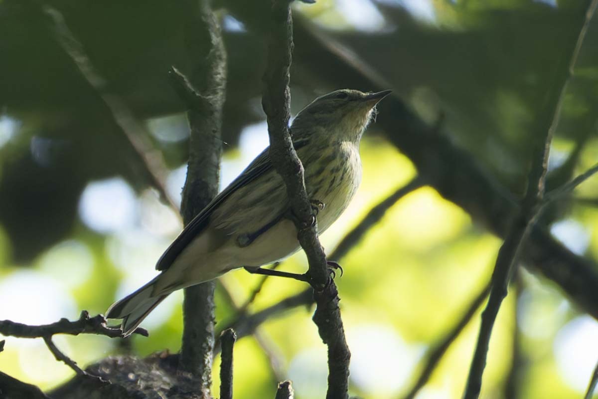 Cape May Warbler - ML641870727
