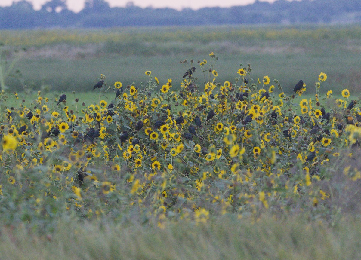 blackbird sp. - ML641870743