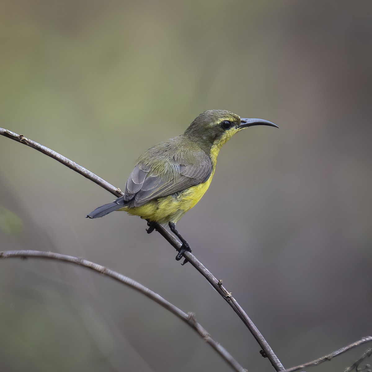 Sahul Sunbird - ML641870750
