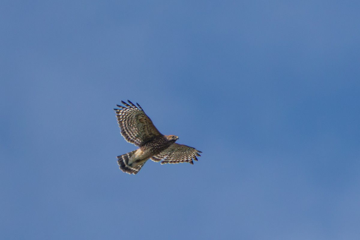 Red-shouldered Hawk - ML641870766