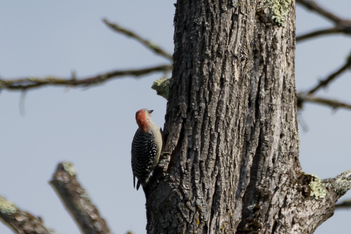 Red-bellied Woodpecker - ML641870773