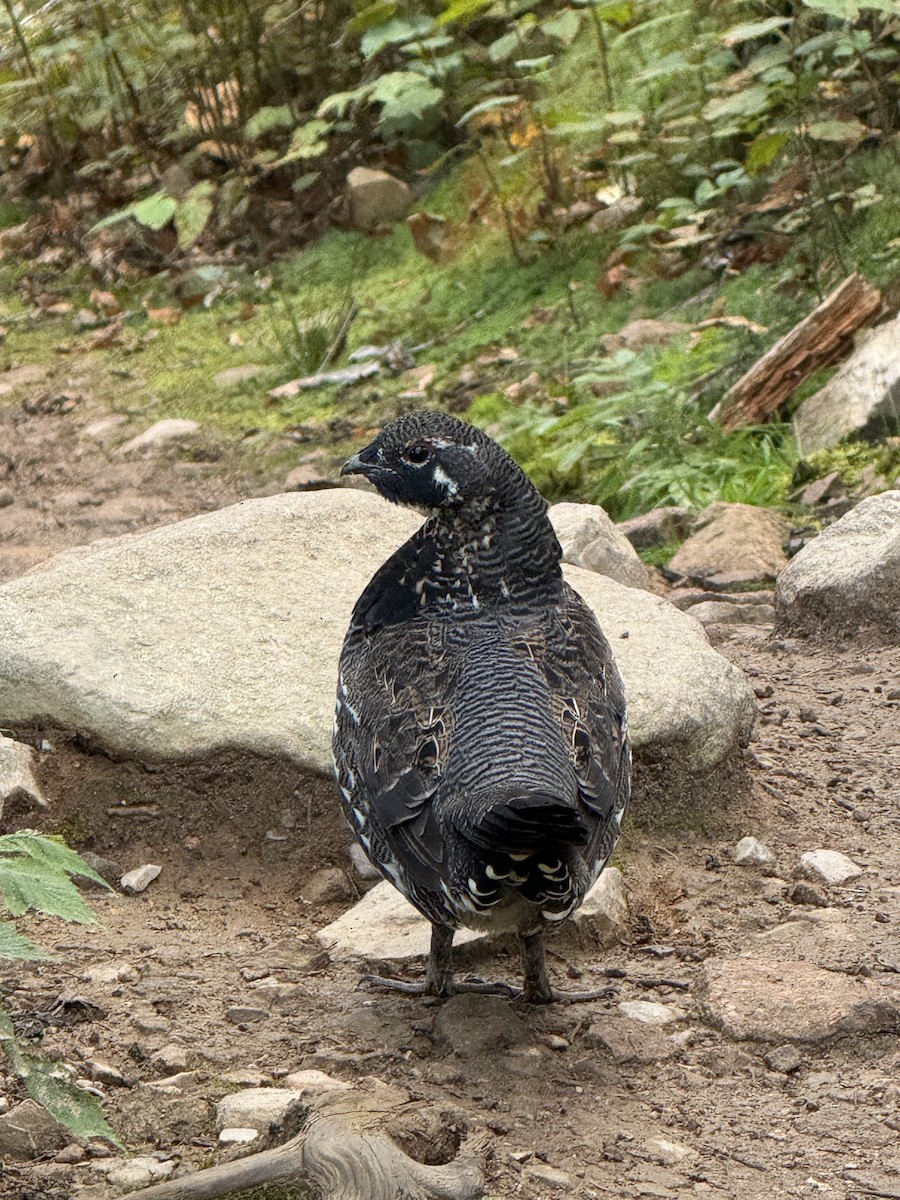 Spruce Grouse - ML641870775