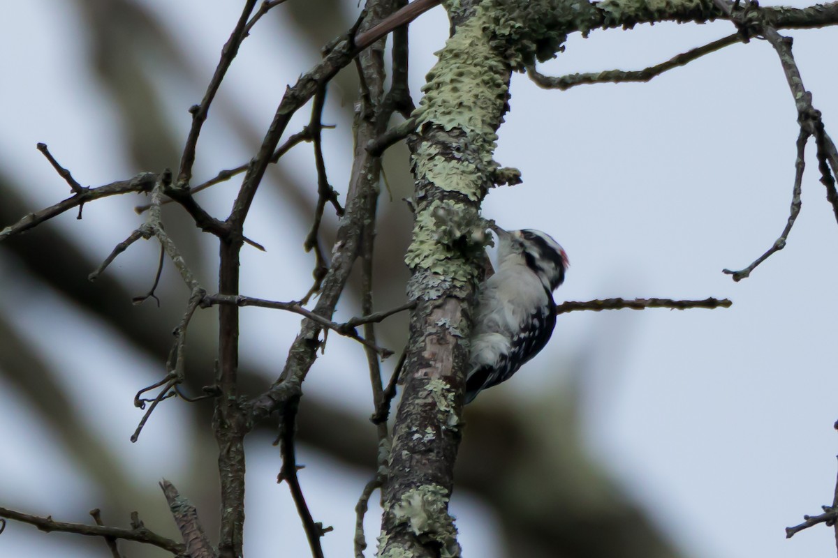 Downy Woodpecker - ML641870790
