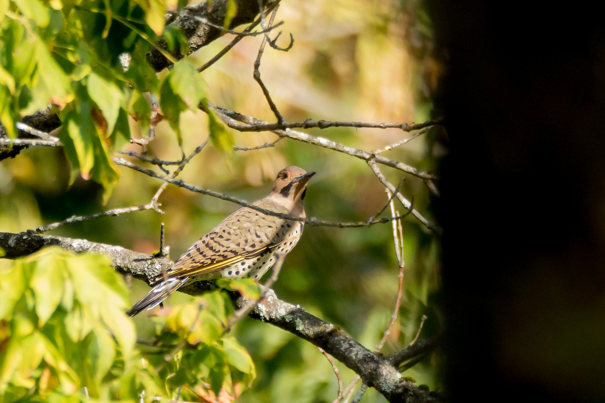 Northern Flicker - ML641870799