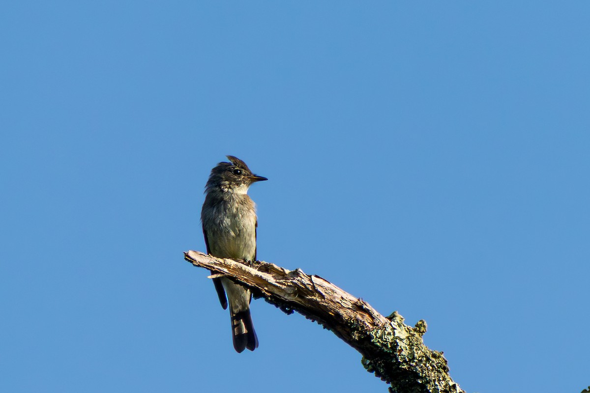 Eastern Wood-Pewee - ML641870802