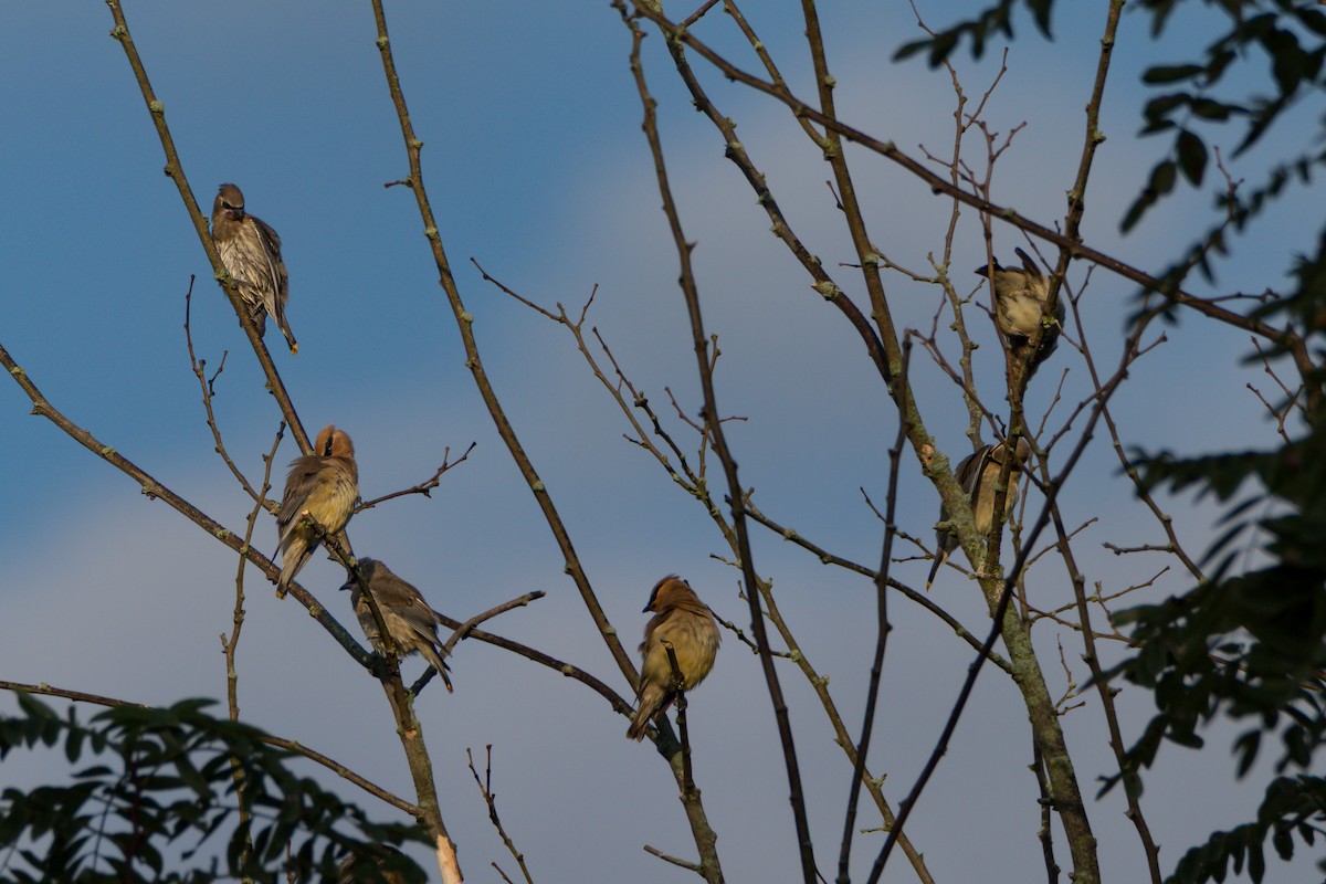 Cedar Waxwing - ML641870816
