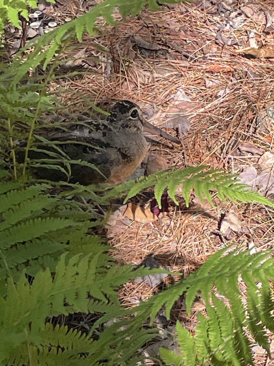 American Woodcock - ML641870824