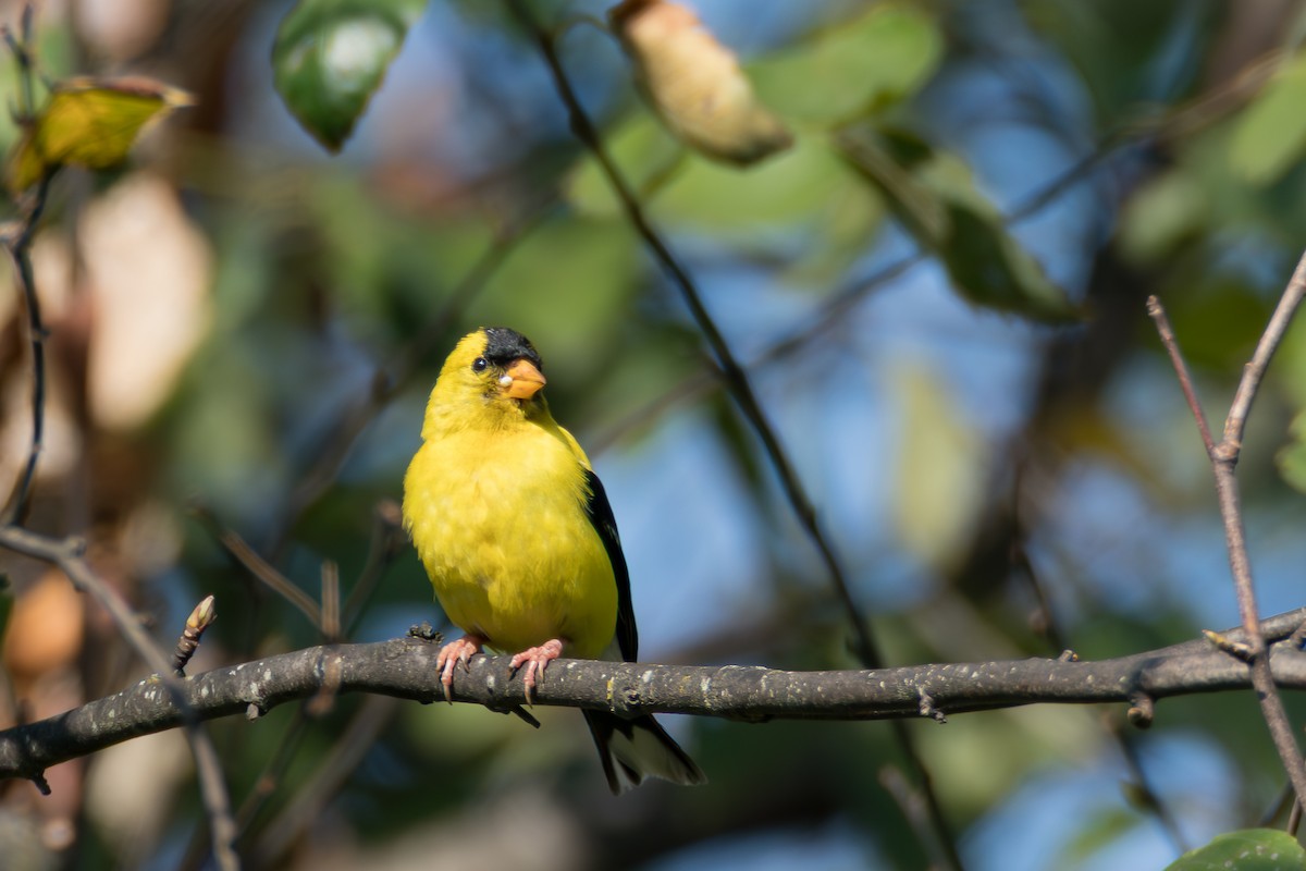 American Goldfinch - ML641870837