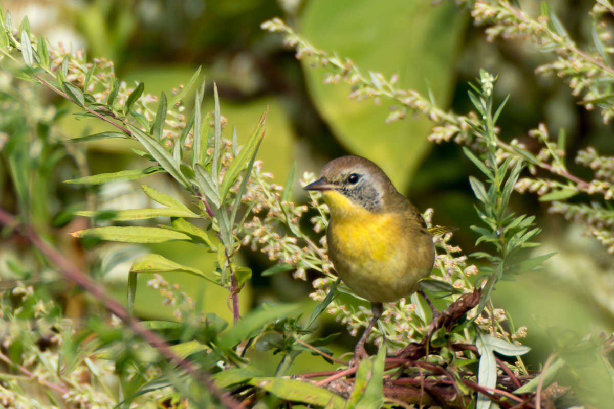 Common Yellowthroat - ML641870846