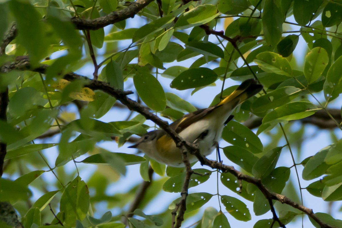 American Redstart - ML641870853