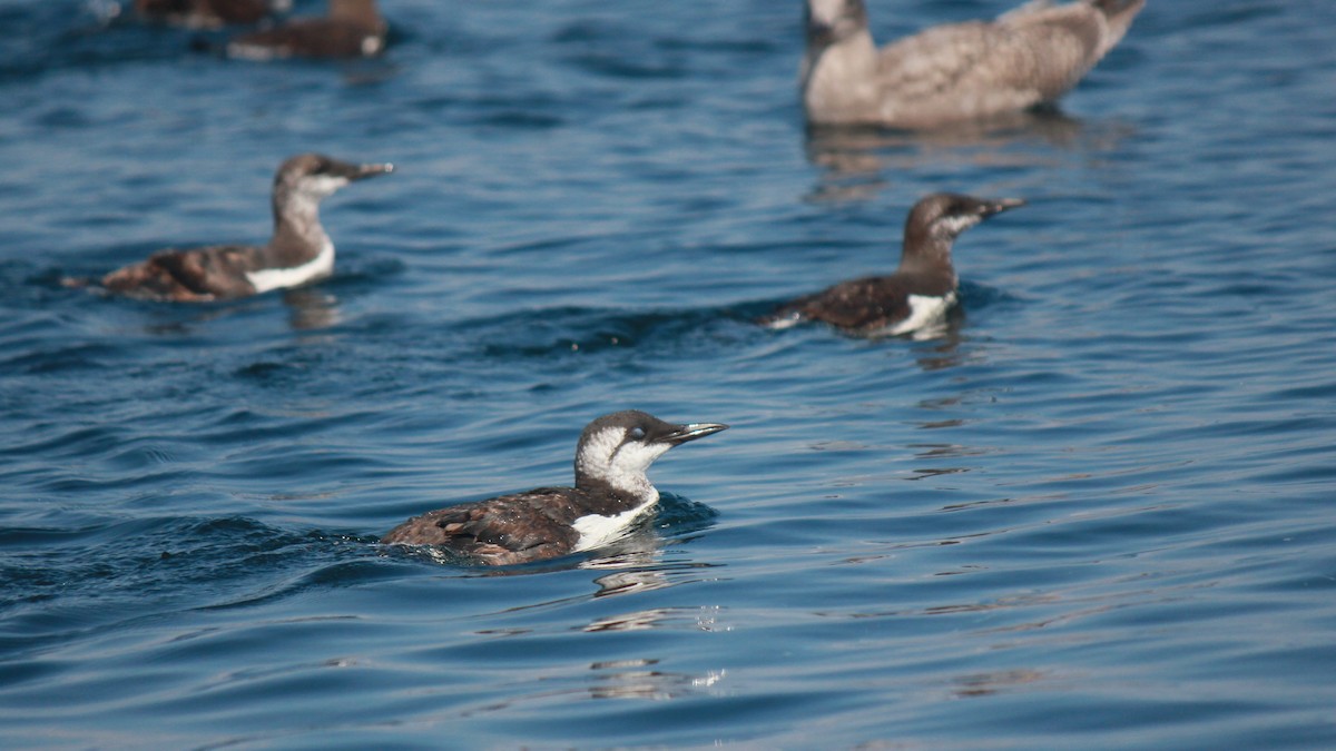 崖海鴉 - ML641870864