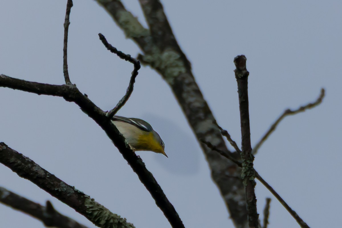 Northern Parula - ML641870870