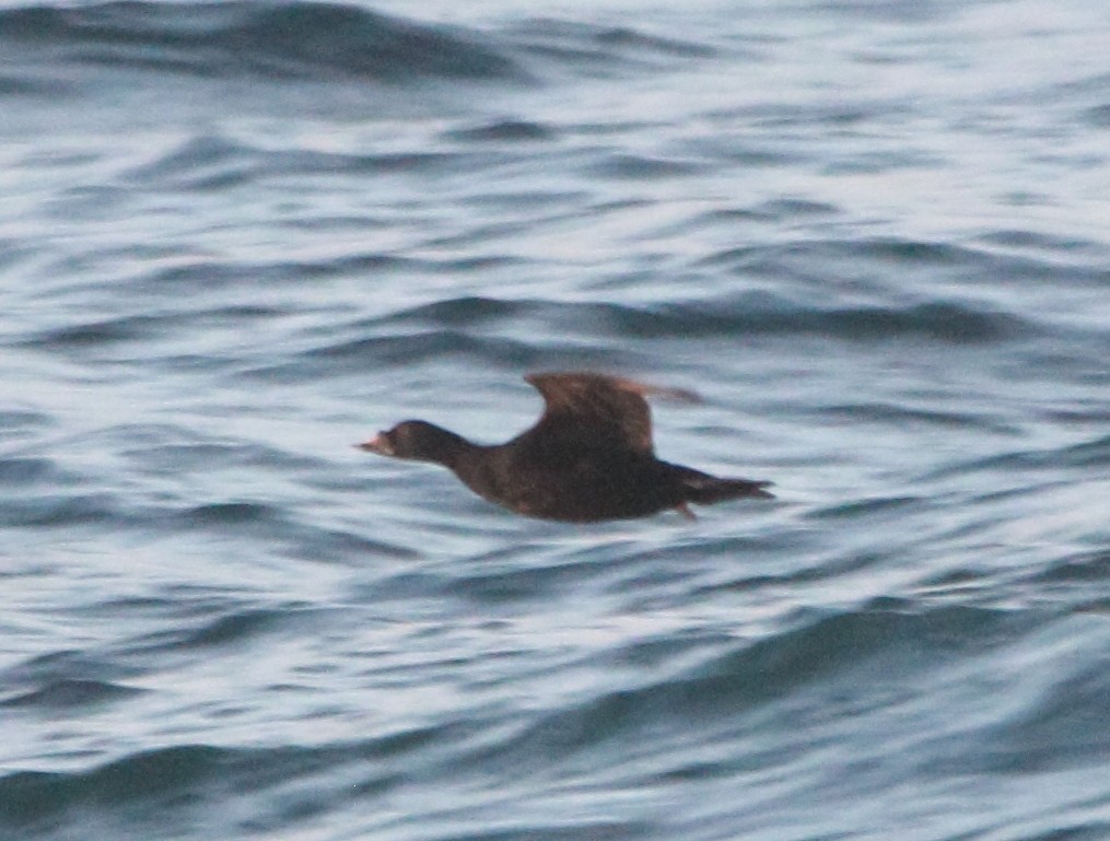 Common Scoter - ML641870871