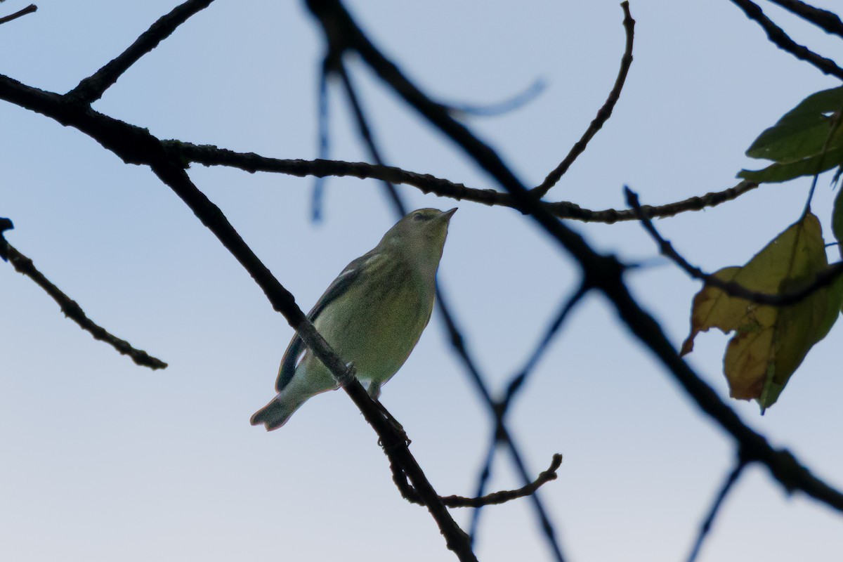 Blackpoll Warbler - ML641870880