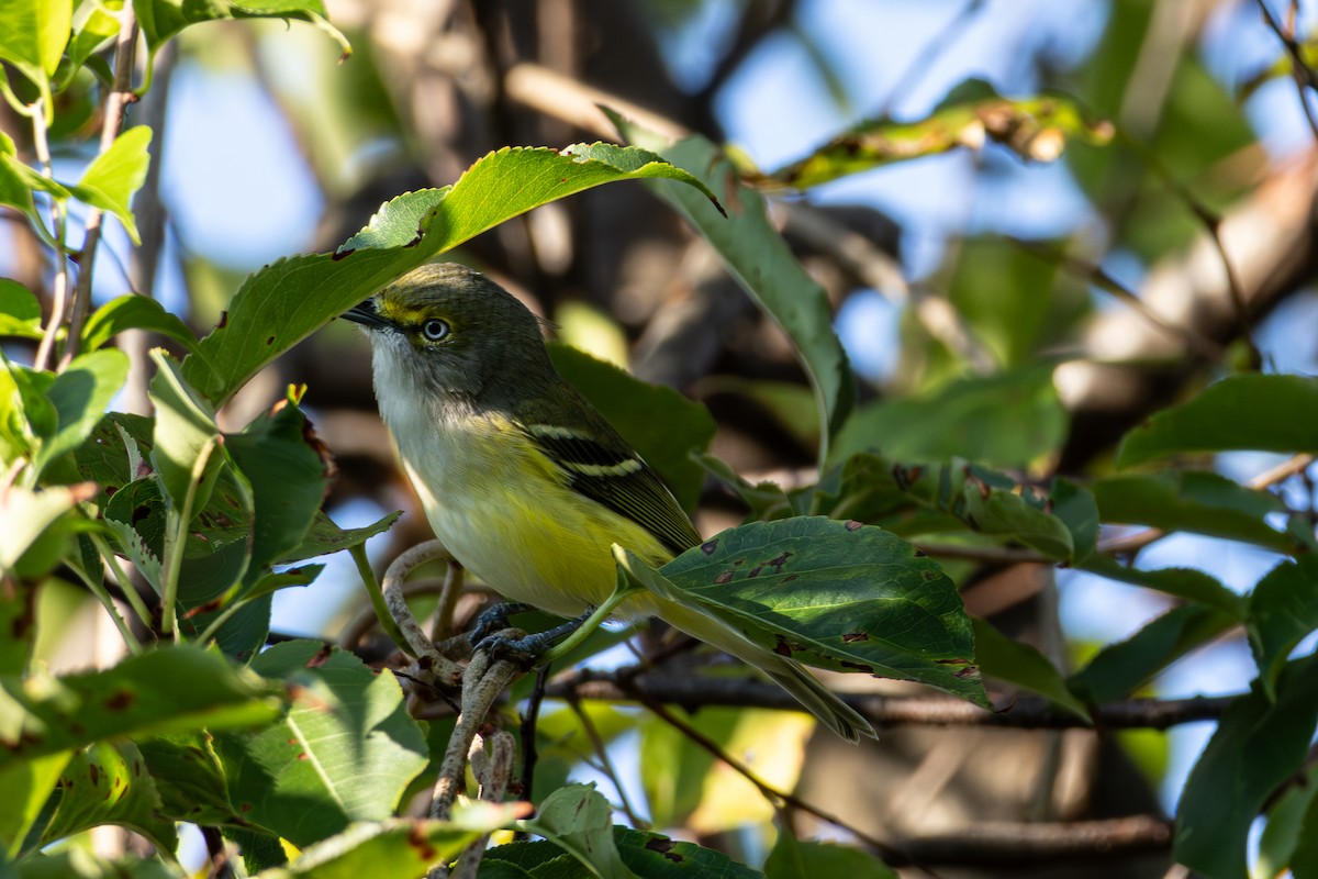 White-eyed Vireo - ML641870888