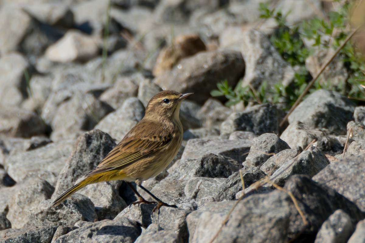 Palm Warbler - ML641870890