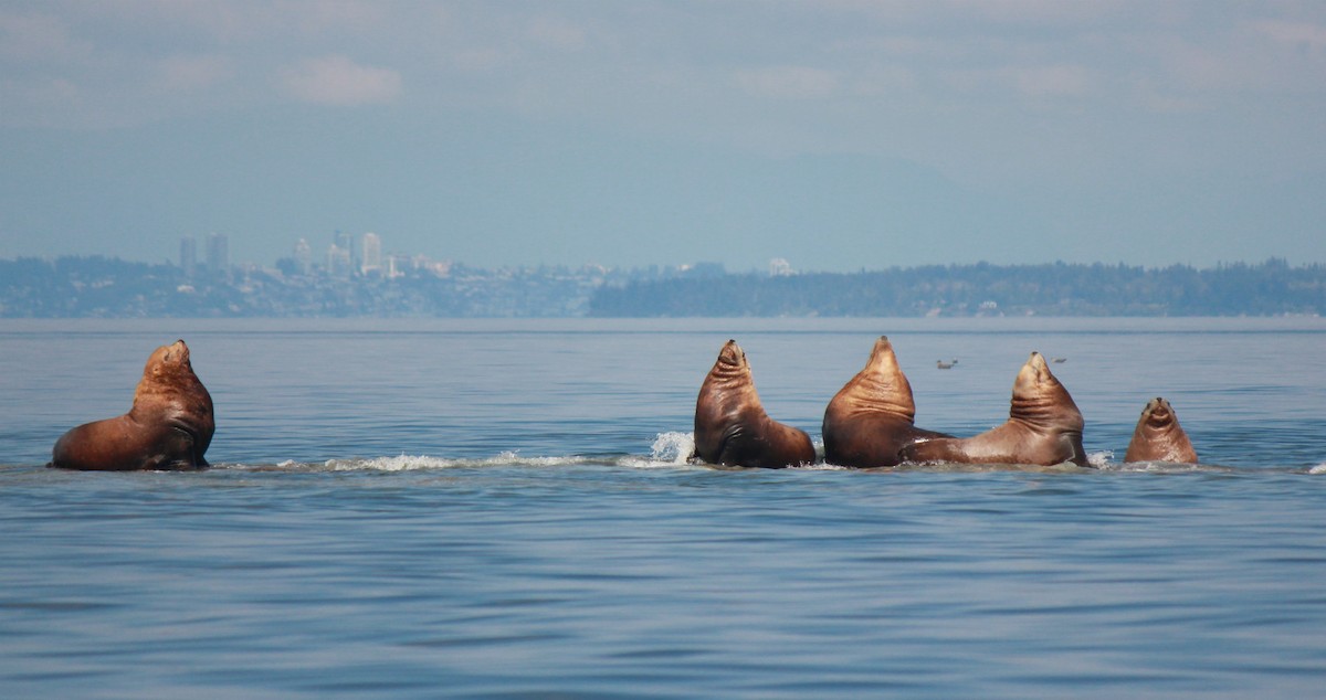 Steller Sea Lion - ML641870898