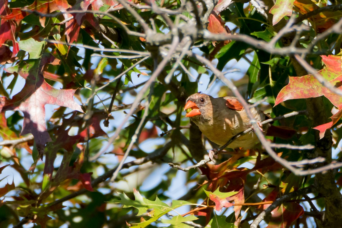Northern Cardinal - ML641870899