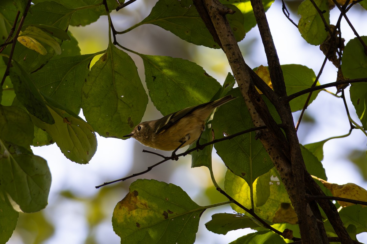 Ruby-crowned Kinglet - ML641870900