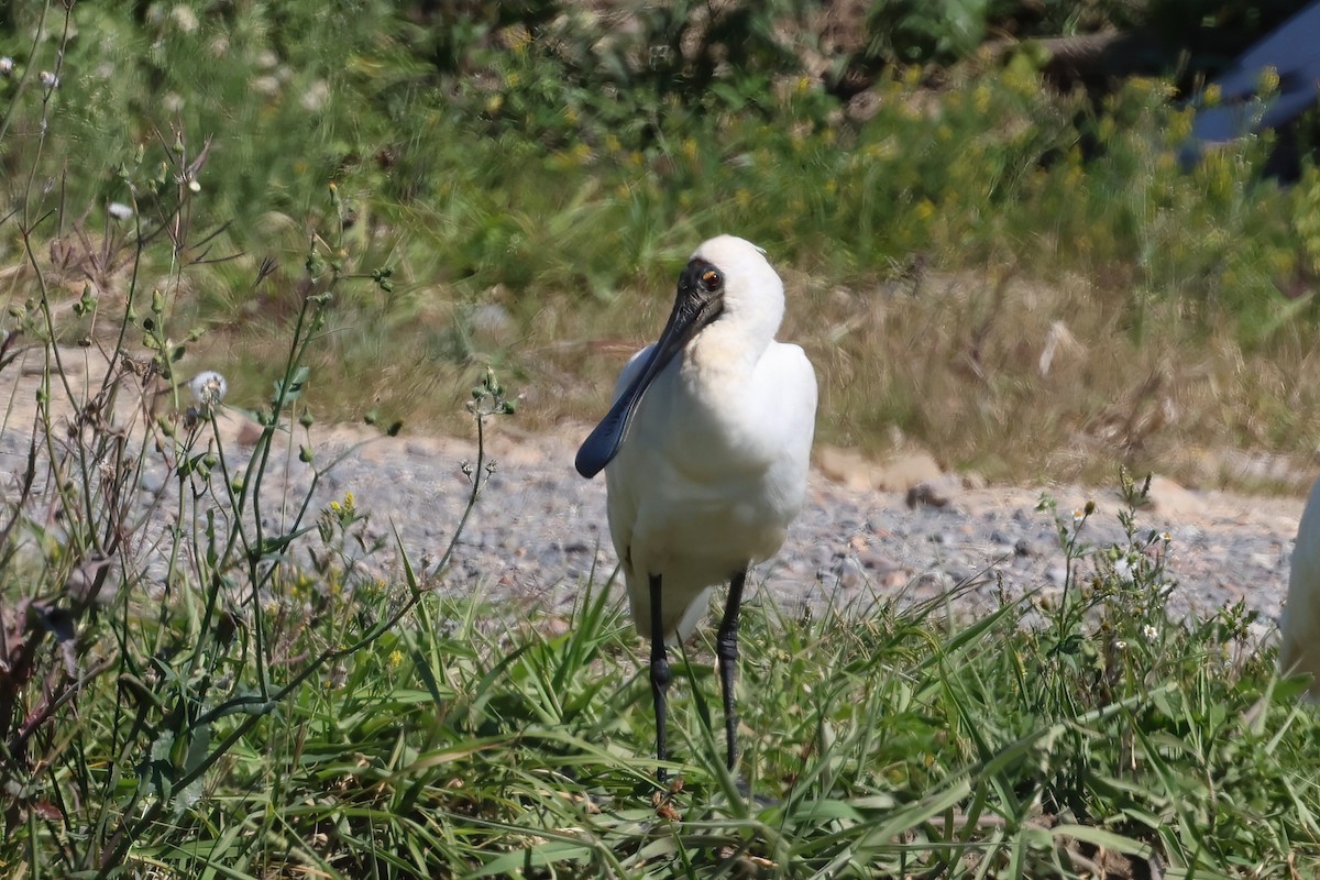 Royal Spoonbill - ML641870907