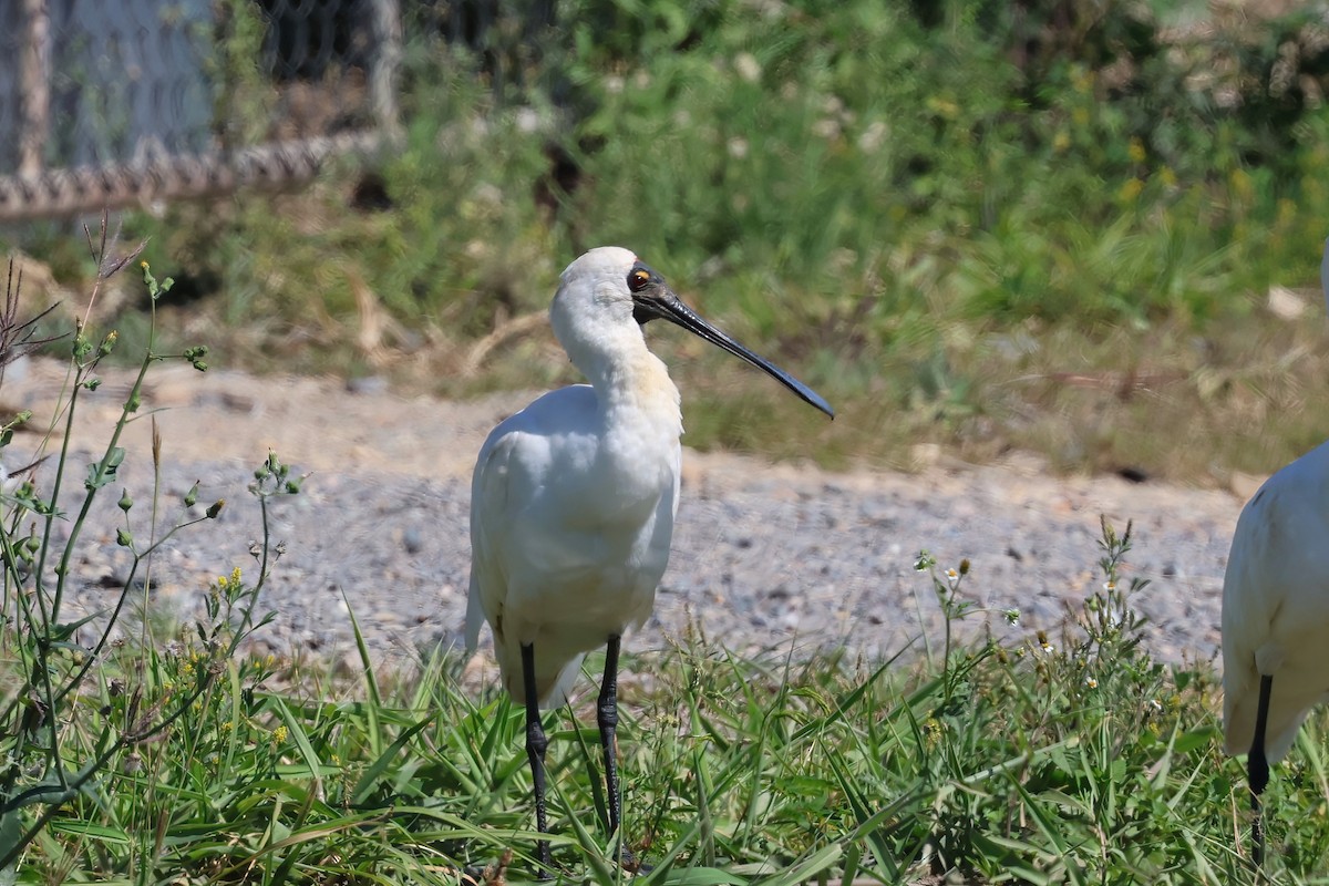 Royal Spoonbill - ML641870908