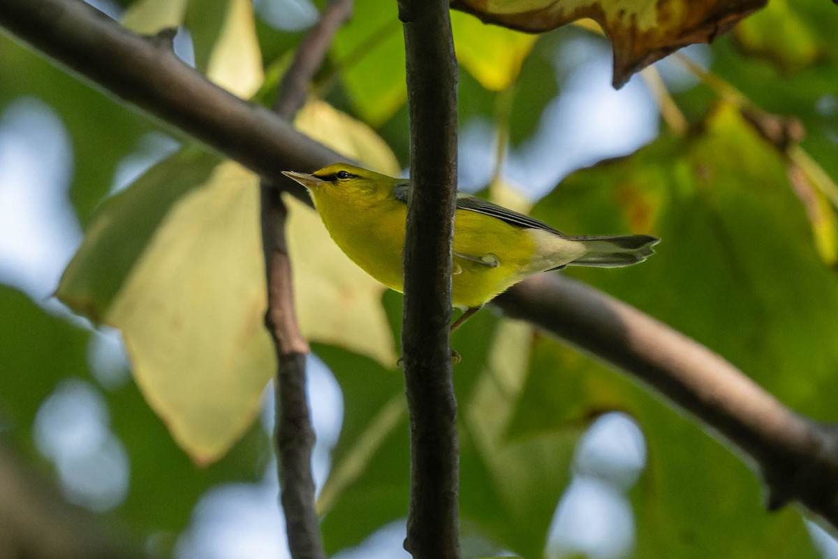 blåvingeparula - ML641870915