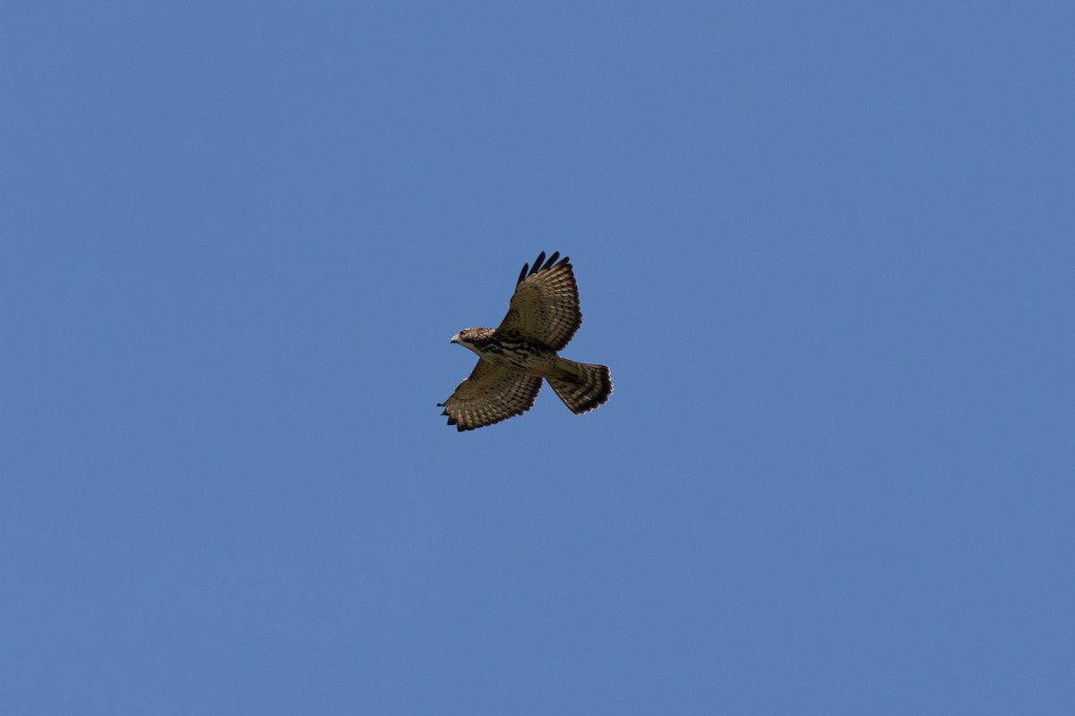 Broad-winged Hawk - ML641870922